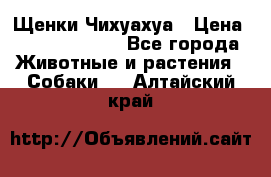 Щенки Чихуахуа › Цена ­ 12000-15000 - Все города Животные и растения » Собаки   . Алтайский край